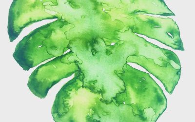 Green Monstera leaf Grounded